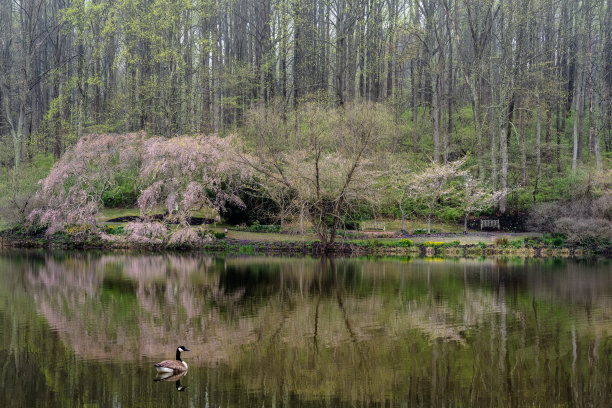 七彩花园和池塘图片下载