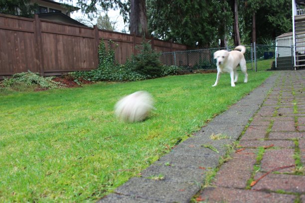 狗踢足球图片下载