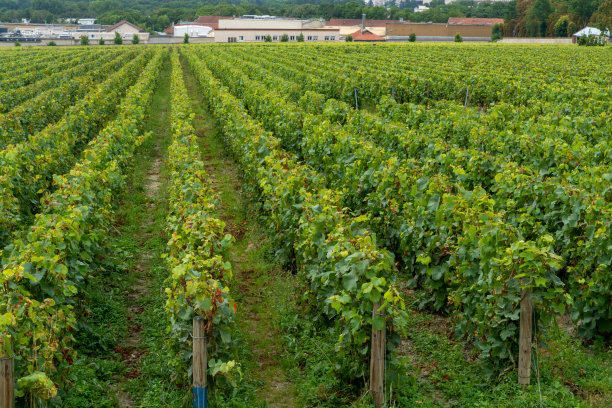 法国兰斯著名香槟庄的绿色葡萄园图片下载