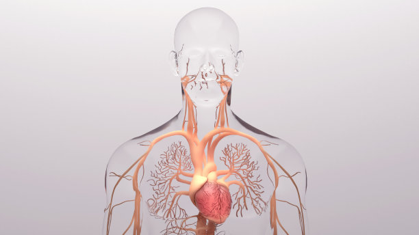 人类心脏3D渲染医学精确的人类心脏解剖结构与静脉系统图片下载