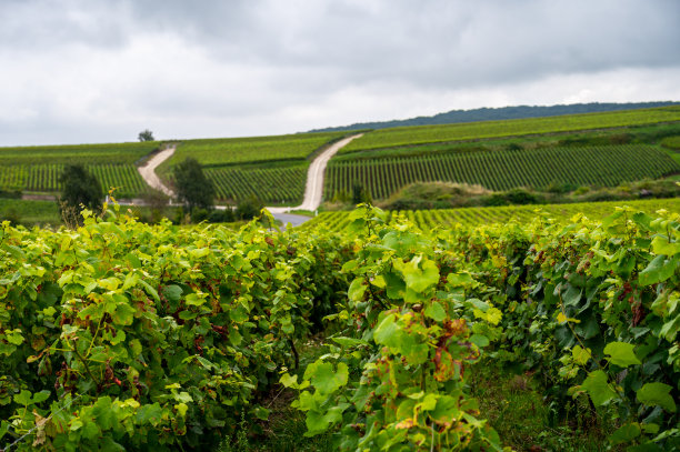 在法国香槟的Verzenay附近的Montagne de Reims著名香槟庄的绿色黑皮诺特级葡萄园图片下载