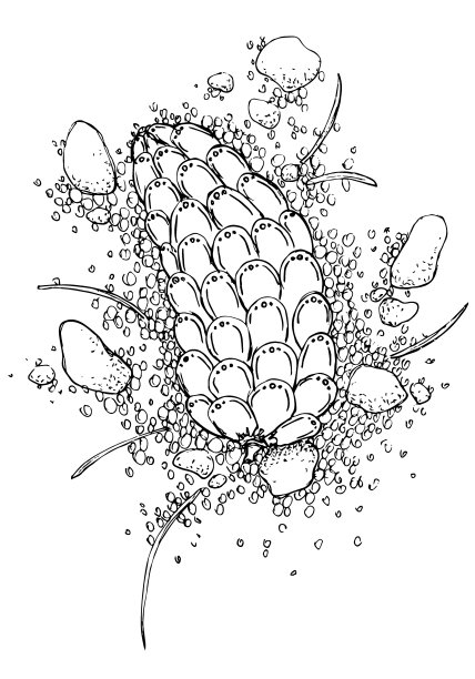 植物素描云杉圆锥体，针和鹅卵石。矢量手绘设计元素图片下载