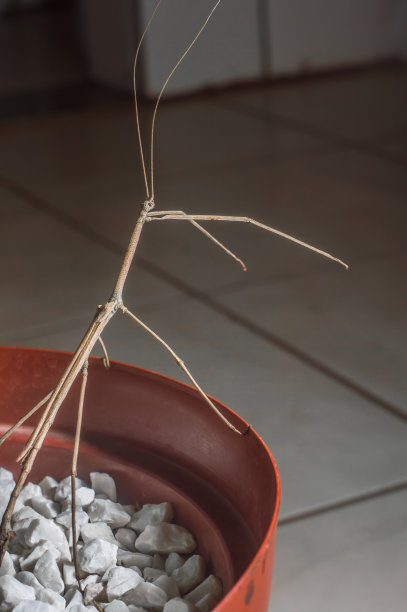 盆栽中的雄性竹节虫图片下载