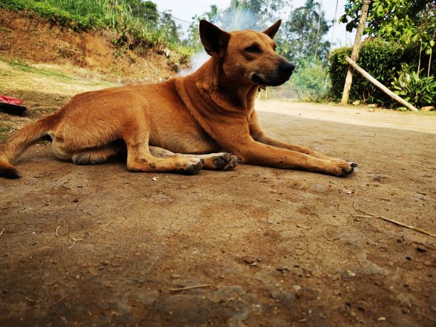 一只睡眼惺忪的狗在院子里图片下载