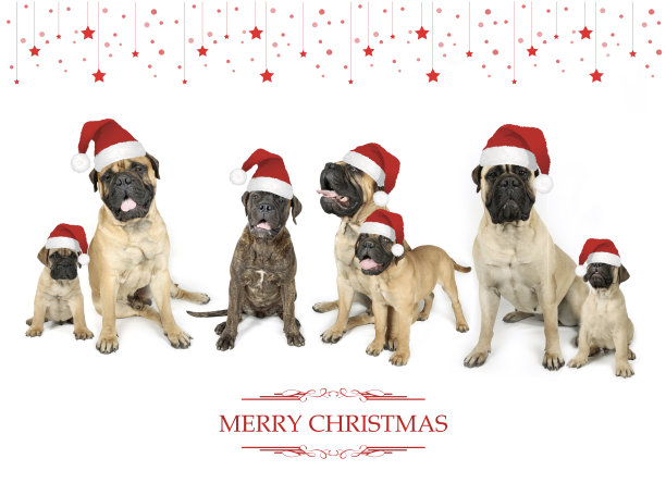 圣诞节的动物卡片图片下载