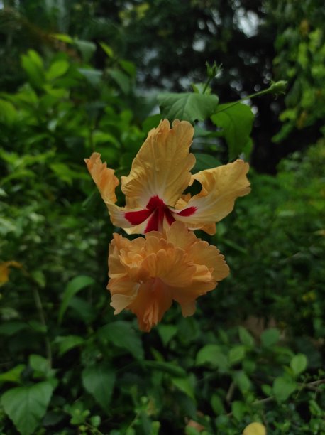 木槿是锦葵科的一个开花植物属图片下载