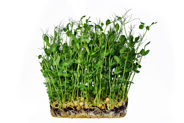 鹰嘴豆幼苗图片下载