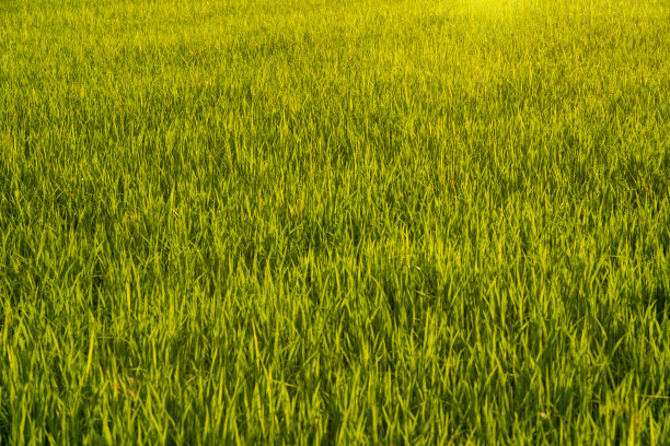 稻田为有机农田图片下载