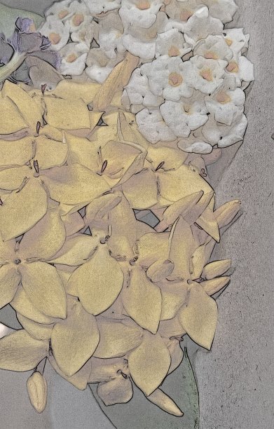 美丽的预展花图片下载