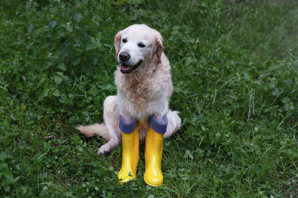 可爱的金毛寻回犬戴着黄色围巾坐在雪地上。天气晴朗，冬天在公园。宠物护理、福利和步行理念。图片下载