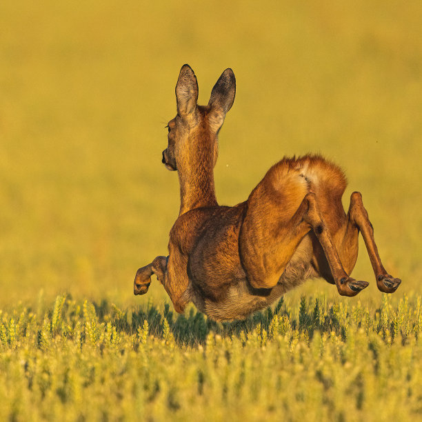 穿过玉米图片下载