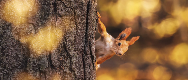 秋天公园里的松鼠。红灰色的宠物肖像特写图片下载