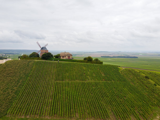 在法国香槟的Verzenay附近的Montagne de Reims著名香槟庄的绿色黑皮诺特级葡萄园图片下载