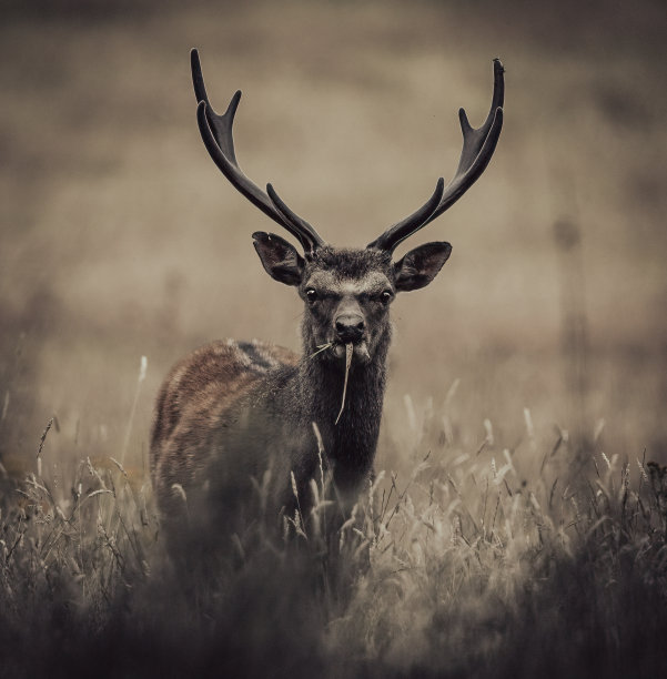 梅花鹿图片下载