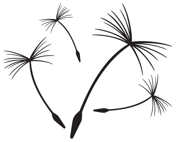 蒲公英的种子图片下载