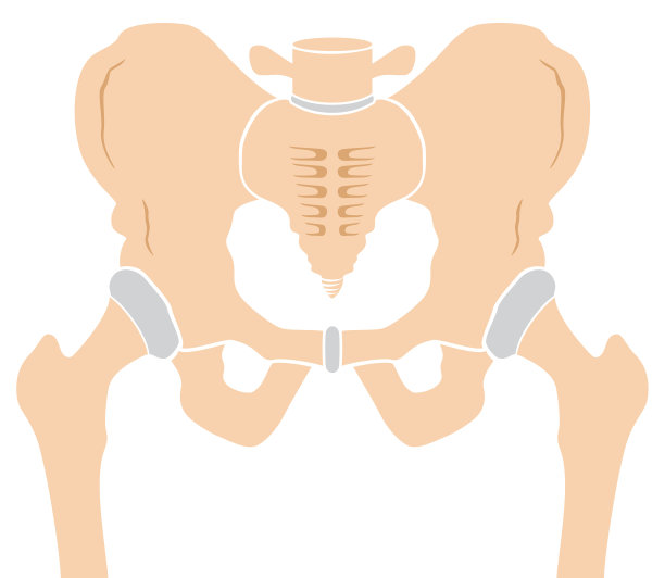 髋骨图片下载