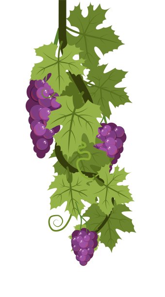 藤蔓的叶子和紫色，红色成熟的葡萄串。葡萄栽培和农业。浓密的灌木上有浆果的树枝。年轻的葡萄园。甜蜜的秋收。孤立在白色背景上。向量。图片下载