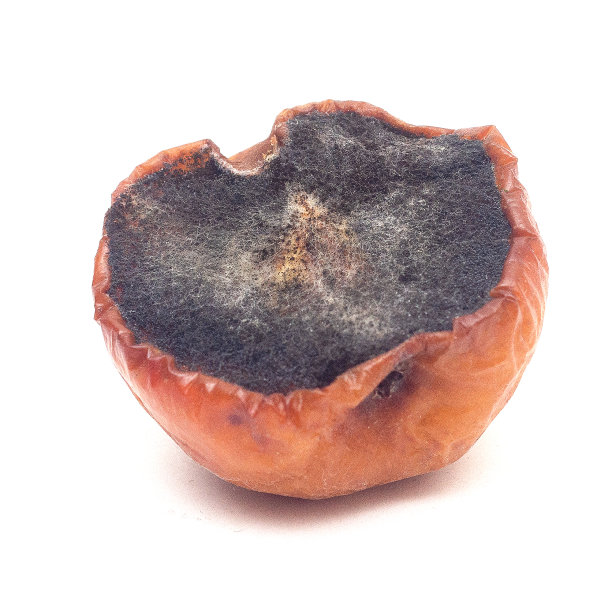 一个大的、腐烂的、发黑的苹果的一半孤立在白色的背景上。图片下载