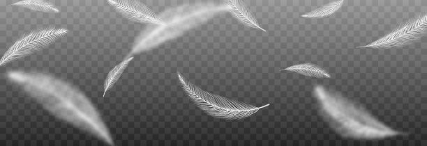 矢量羽毛在一个孤立的透明背景。飘落的羽毛png，飞翔的羽毛png。图片下载