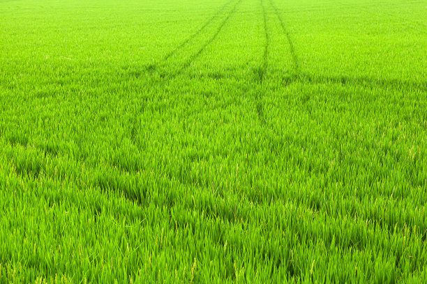 稻穗在田里收割图片下载