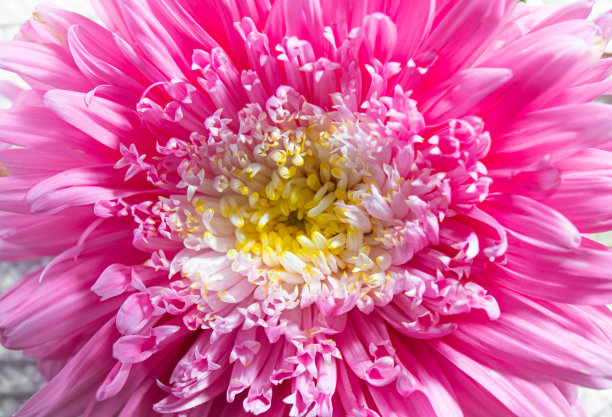 近观粉红色粉扑紫菀或花粉扑浅滩层花瓣。墙壁艺术或背景概念。图片下载