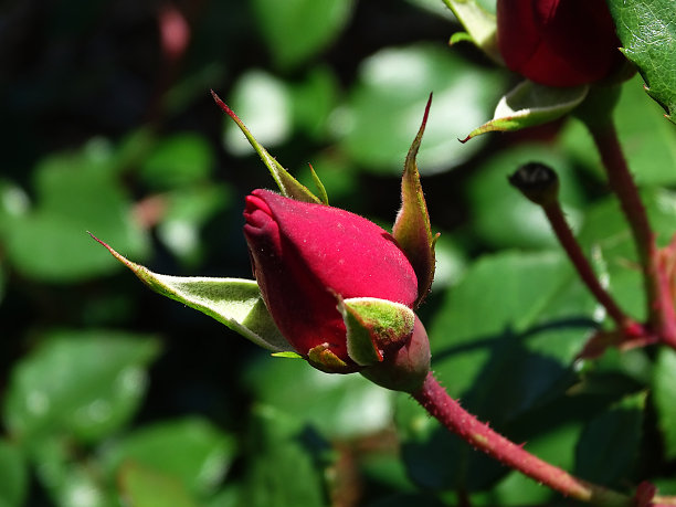 玫瑰花蕾图片下载