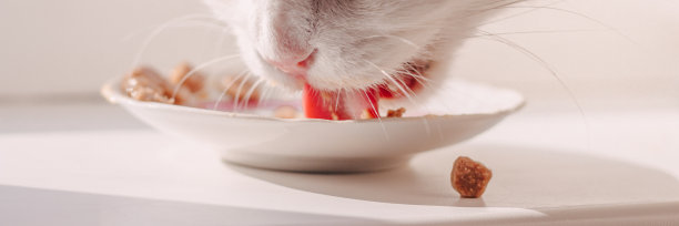 一只白猫从白色的盘子里吃猫粮罐头食品用他的舌头在白色的背景上舔盘子图片下载