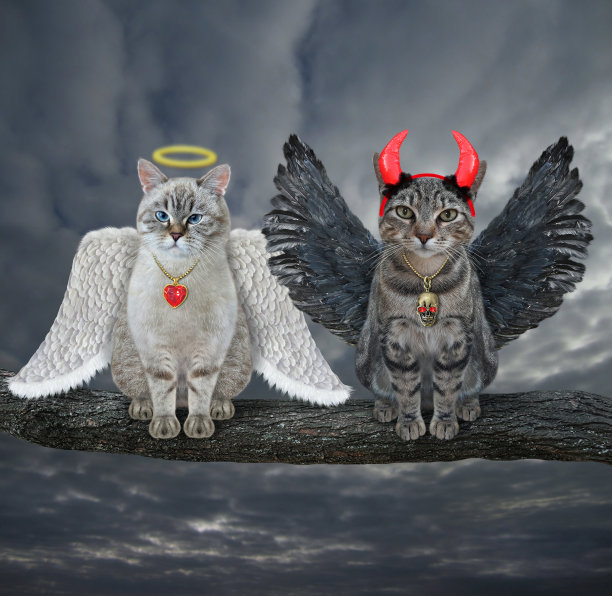 猫灰天使猫灰魔鬼的日志图片下载