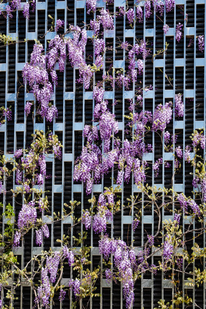 盛开的紫色紫藤，中国或日本紫藤装饰垂直墙。公共景观城市公园“克拉斯诺达尔”或公园“加利茨基”丁香花特写。阳光明媚的一天。2021年春季。图片下载