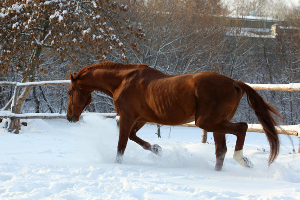 美丽的运动跳跃马跑在冬季的树林图片下载