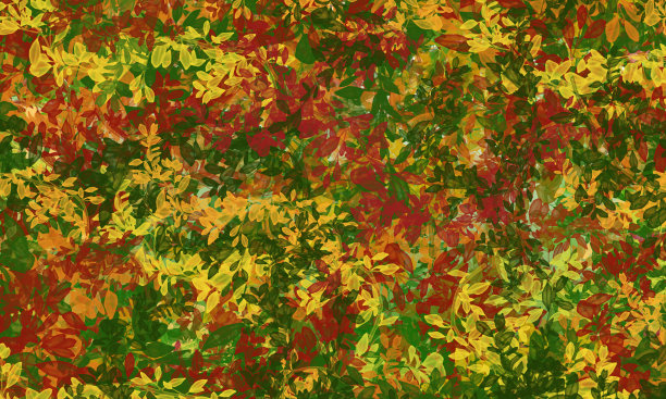 茂密的森林里，秋天给树叶染上了色彩图片下载