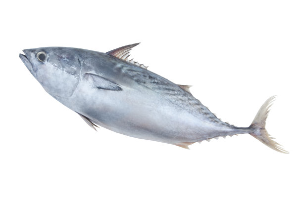 新鲜生金枪鱼孤立在白色图片下载