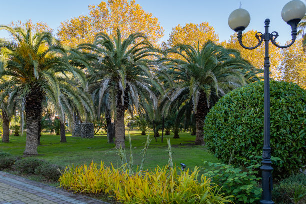 棕榈树环绕的美丽步行区。加那利群岛椰枣(凤凰金丝雀)在索契度假城市景观公园。奢华的棕榈树映衬着秋天蓝色的天空和黄色的树叶图片下载