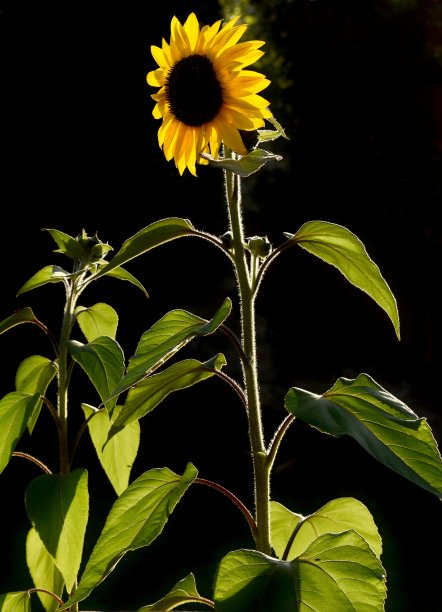 向日葵图片下载