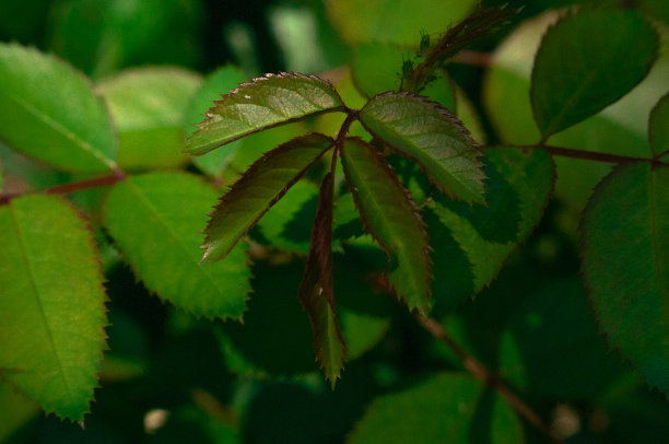 玫瑰绿叶在玫瑰丛图片下载