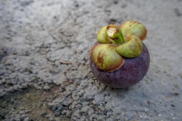 水泥地上有一只山竹果图片下载