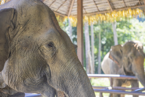 泰国的大象。大象保护区里的大象。图片下载