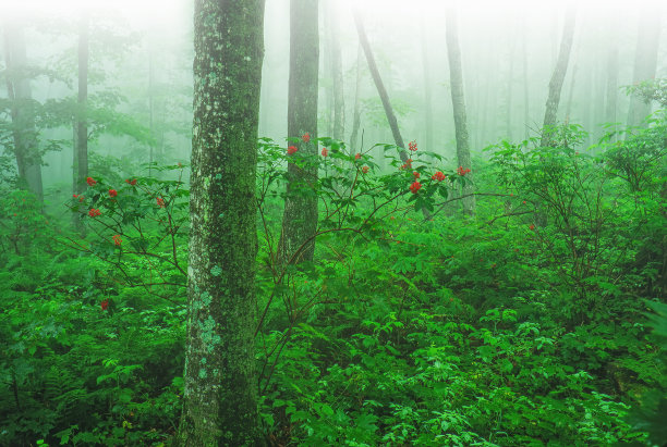 雾中的夏季森林图片岩石图片下载