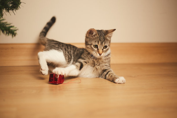 可爱的小猫和可爱的猫斑猫玩耍着圣诞装饰品图片下载