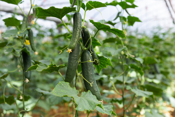 大温室里的黄瓜图片下载