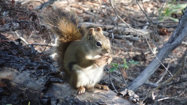 贾斯珀国家公园的松鼠图片下载