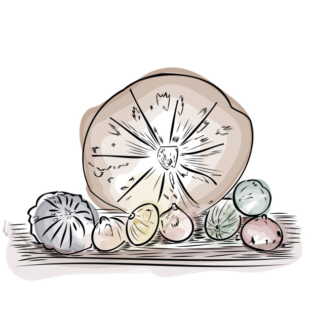 南瓜草图。秋天。收成。蔬菜。图片下载