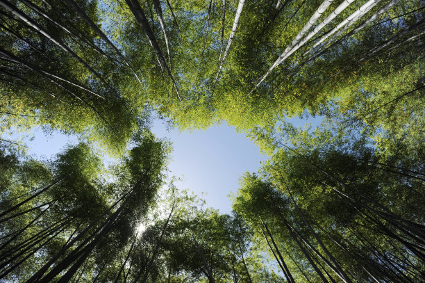 在京都翠绿的竹林仰望晴朗的蓝天。图片下载