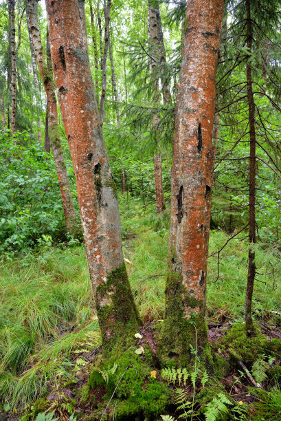 夏季混交林长满苔藓和地衣的桦树树干图片下载
