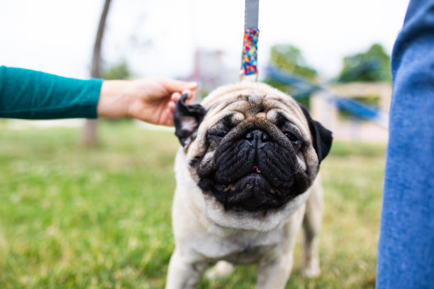 一只可爱的哈巴狗看着镜头，一个男孩在玩它的耳朵图片下载