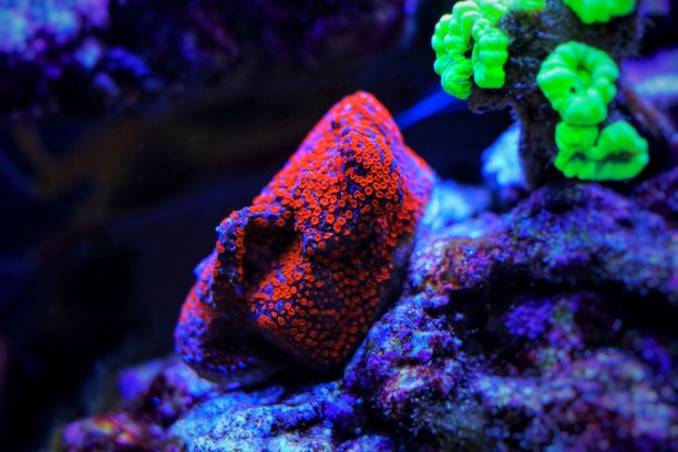 热带蒙提波拉sps珊瑚在珊瑚礁水族馆的近景图片下载