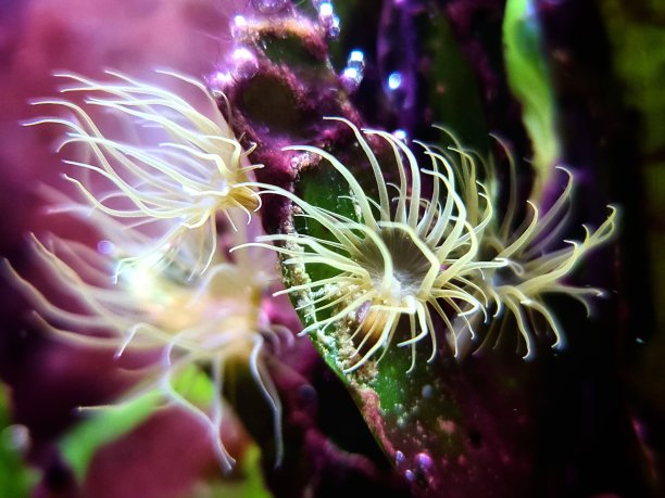 珊瑚礁水族缸中的小玻璃海葵害虫-海银莲花或海银莲花图片下载