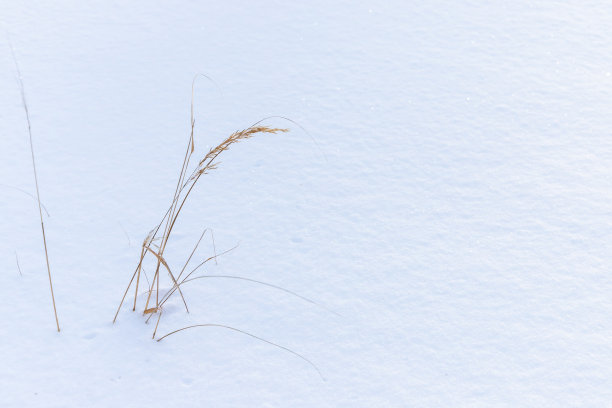 冬天的风景与干燥的草在白色的雪堆图片下载