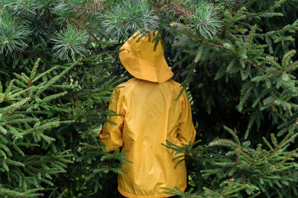 云杉林中一个穿黄色雨衣的女人的后视图图片下载