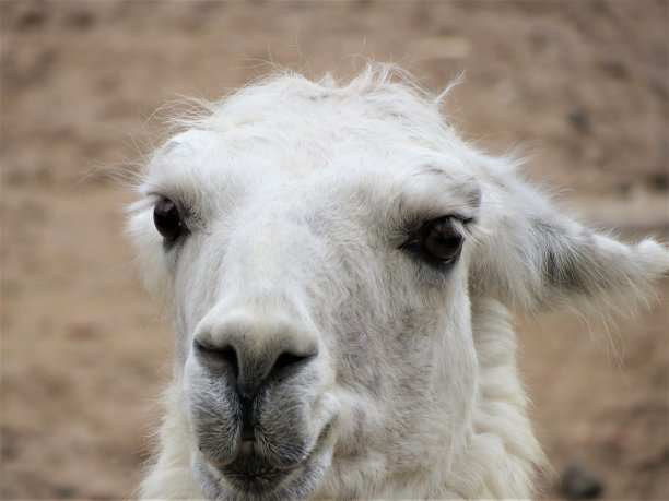 羊驼画像(拉马的动物)。图片下载